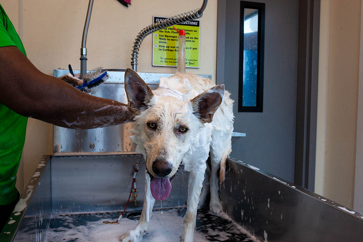 24Hour Car Wash SoftTouch Dog Wash Merritt Blvd. Fishkill, NY